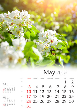 2015 Calendar. May. Blossom apple tree in the sunlightの写真素材