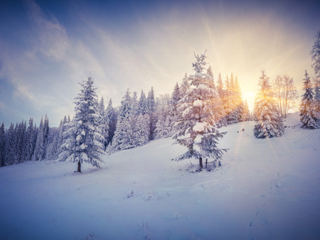 Dramatic winter morning in the forest. Retro style.の写真素材