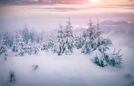 Foggy sunrise in a winter mountainsの写真素材