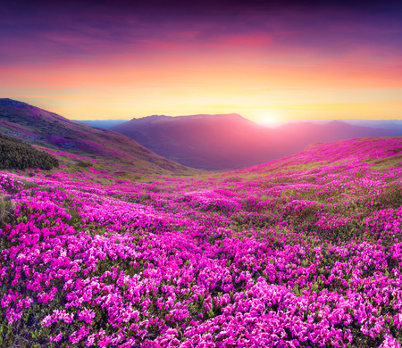 Magic pink rhododendron flowers in the mountains. Summer sunrise