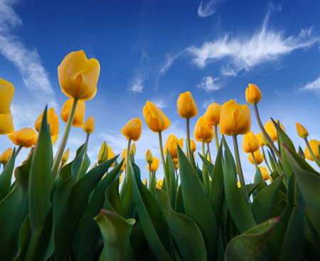Springtime yellow tulips blossom on the Netherlands farm. Beautiful flowers on the blue sky...
