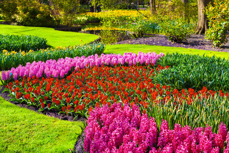 Marvellous flowers in the Keukenhof park. Beautiful outdoor scenery in Netherlands, Europe.の写真素材