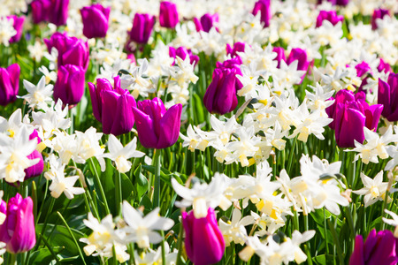 Marvellous flowers in the Keukenhof park, used as background. Beautiful outdoor scenery in Netherlands, Europe.の写真素材