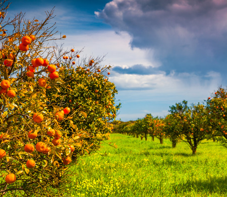 Sunny morning in orange garden in Sicily, Italy, Europe.の写真素材