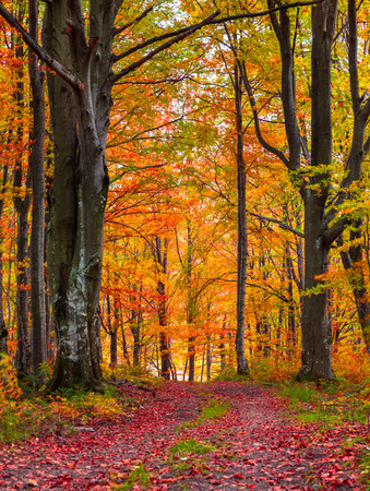 Colorful autumn morning in the mountain forest.