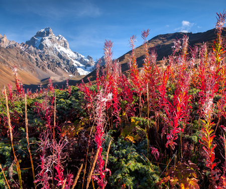 Colorful autumn morning in the Caucasus mountains on the mountainsides Ushba. Upper Svaneti, Main Caucasus ridge, Georgia, Europe.  の写真素材