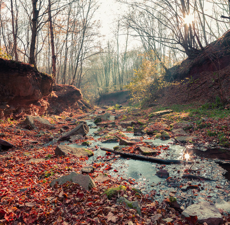 Small creek in the middle of autumn forest.の写真素材