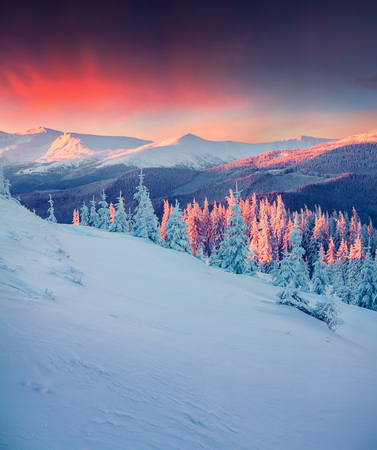 Colorful winter scene in the Carpathian mountains. Fir trees covered fresh snow at frosty morning glowing first sunlight.の写真素材