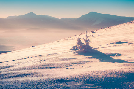 Small fir tree covered fresh snow in the winter mountains. Instagram toning.の写真素材