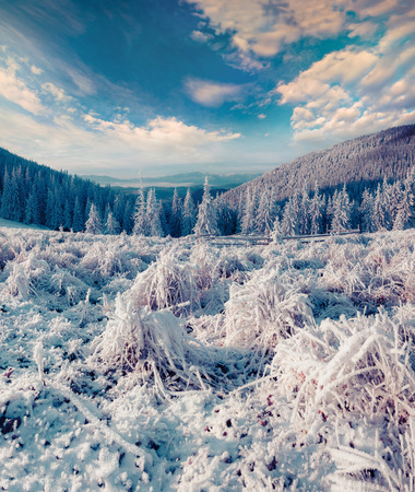 Snow-covered grass and fir trees in the mountain forest. の写真素材