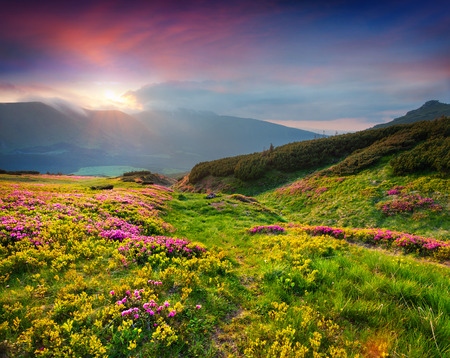 Natural summer scene in Carpathian mountains. Fresh grass and rhododendron flowers glowing last sunlight in evening. Ukraine, Europe. Natural summer scene in Carpathian mountains. Fresh grass and rhododendron flowers glowing last sunlight in evening. Ukraine, Europe.