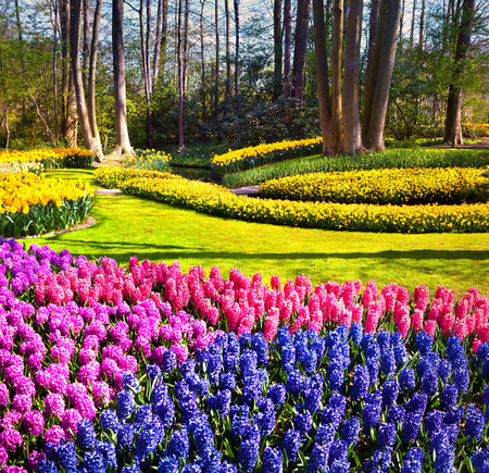 Marvellous hyacinth flowers in the Keukenhof gardens. Beautiful outdoor scenery in Netherlands, Europe.の写真素材