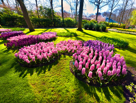Marvellous hyacinth flowers in the Keukenhof gardens. Beautiful outdoor scenery in Netherlands, Europe.の写真素材