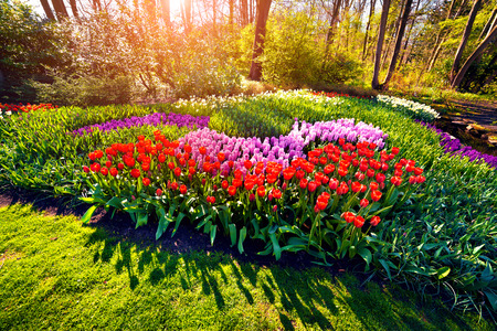 Sunrise in Keukenhof gardens. Beautiful outdoor scenery with red tulips in the in Netherlands, Europe. Wide angle view.の写真素材