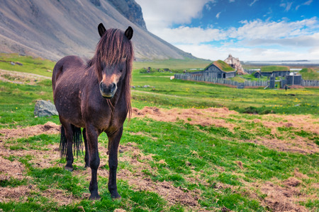 Developed from ponies - Icelandic horses. Colorful summer morning in the mountain pasture, Stokksnes headland, Iceland, Europe. Artistic style post processed photo.の写真素材