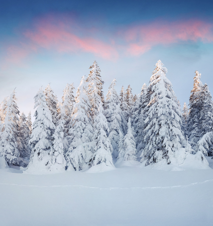 Marvelous winter sunrise in Carpathian mountains with snow cowered fit trees. Colorful outdoor scene, Happy New Year celebration concept. Artistic style post processed photo.の写真素材
