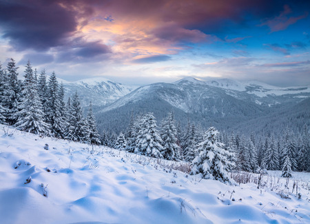 Fantastic winter sunrise in Carpathian mountains with snow covered fir trees. Colorful outdoor scene, Happy New Year celebration concept. Artistic style post processed photo.の写真素材
