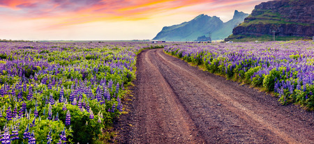 Colorful summer sunset with a country road. Field of blooming lupine flower near Skogafoss waterfall, south coast of Iceland, Europe. Artistic style post processed photo. の写真素材