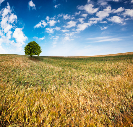 Picturesque summer view of the wheat field. Splendid morning scene in the countryside. Artistic style post processed photo. Beauty of nature concept background.
の写真素材