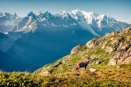 Alpine Ibex (Capra Ibex) on the Mont Blanc (Monte Bianco) background. Sunny summer morning in the Vallon de Berard Nature Reserve, Chamonix location, Graian Alps, France, Europe. の写真素材