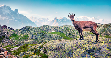 Alpine Ibex (Capra Ibex) on the Mont Blanc (Monte Bianco) background. Foggy summer morning in the Vallon de Berard Nature Reserve, Graian Alps, France, Europe. の写真素材