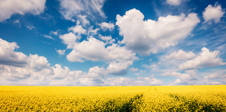 Sunny spring view of the field of blooming colza. Picturesque morning scene of the countryside.