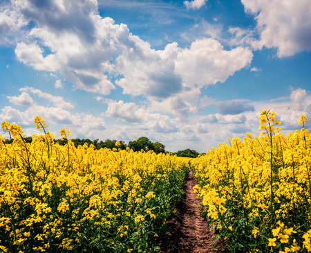Sunny spring view of the field of blooming colza. Picturesque morning scene of the countryside....