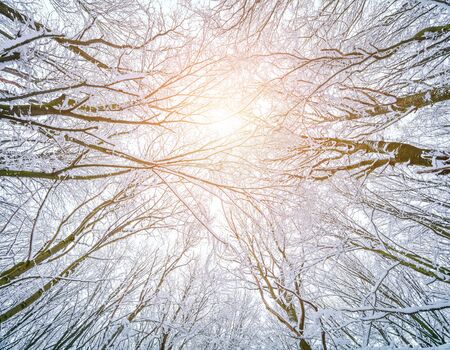 Bottom view of the tops of trees in the winter forest. Splendid morning scene in the frosty...