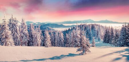 Unbelievable winter sunrise in Carpathian mountains with snow covered fir trees. Colorful outdoor scene, Happy New Year celebration concept. Beauty of nature concept background. Orton Effect.の写真素材
