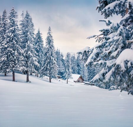 Frosty winter morning in Carpathian mountains with snow covered fir trees. Dramatic outdoor scene,...