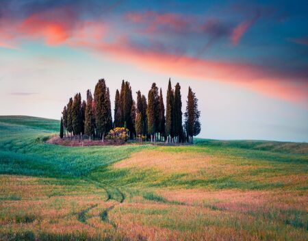 Incredible spring sunrise with small cypress forest among the field of wheat. Berautiful morning scene of Tuscany, Italy, Europe. Beauty of nature concept background. Orton Effect.の写真素材