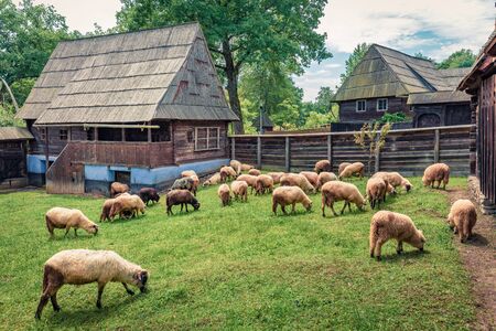 Flock of sheep in highland village. Picturesque rural landscape in Transylvania, Romania, Europe. Splendid
morning scene of countryside. 
の写真素材