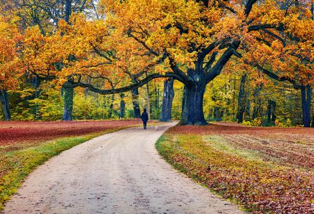 Old oak tree in Muskau Park . Colorful morning scene of Bad Muskau town square, Upper Lusatia region, Saxony, Germany, Europe. Beauty of nature concept background.の写真素材