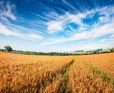 Picturesque Tuscan view with field of wheat, Italy, Europe. Colorful summer scene of Italian...