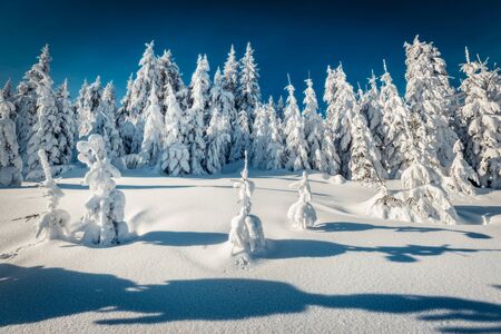Sunny winter view of  mountain forest with snow covered fir trees. Bright outdoor scene, Happy New Year celebration concept. Beauty of nature concept background. Orton Effect.の写真素材