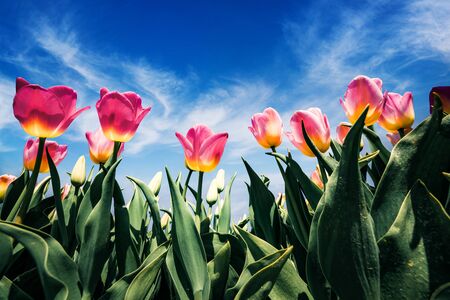 Blooming pink tulips flowers on the Netherlands farm. Romantic spring view of flowers on the blue sky background at the sunny morning. Beauty of nature concept background.の写真素材