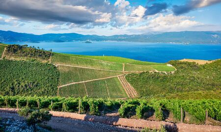 Beautiful summer view of Rizman vineyard, Kremena village location. Beautiful world of Mediterranean...