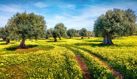 Sunny afternoon scene of olive garden. Superb spring view of Milazzo cape, Sicily, Italy, Europe. Beauty of nature concept background.の写真素材