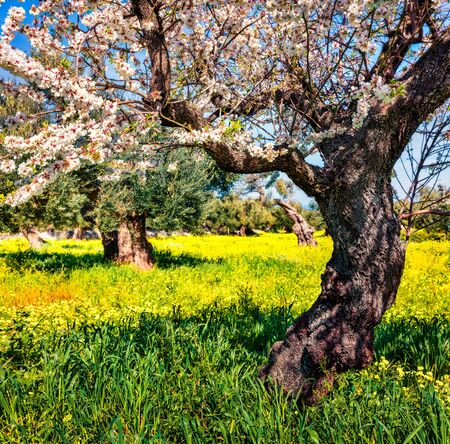 Adorable morning scene of olive garden with blooming aple tree.Splendid spring view Milazzo cape, Sicily, Italy, Europe. Beauty of nature concept background.の写真素材