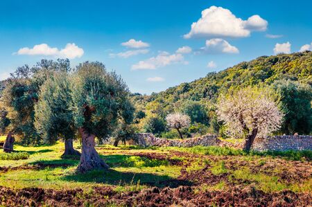 Blooming apple trees in olive garden. Panoramic spring view Milazzo cape, Sicily, Italy, Europe. Beauty of nature concept background.の写真素材
