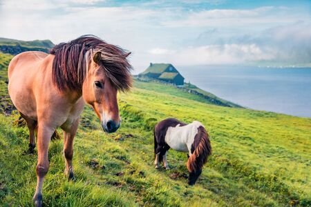 Horses in the pasture. Foggy summer morning in Velbastadur village, Streymoy, Faroe Islands, Kingdom of Denmark, Europe. Traveling concept background.の写真素材