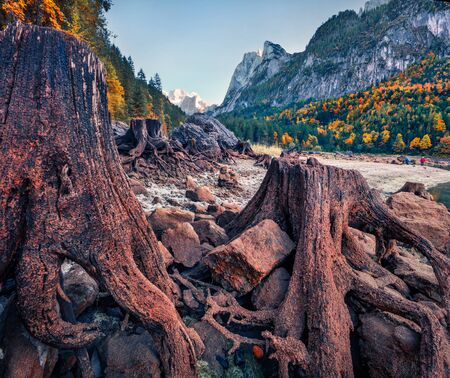 Huge roots of old tree on Gosausee (Vorderer) lake with Dachstein glacier on background. Exotic autumn scene of Austrian Alps, Upper Austria, Europe. Beauty of nature concept background.の写真素材