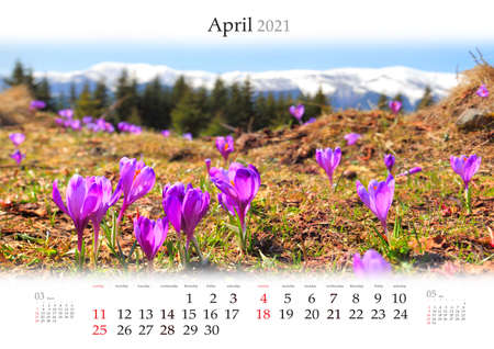 Calendar April 2021, B3 size. Set of calendars with amazing landscapes. Field of pink crocuses on the mountain valley. Bright morning scene of Carpathian mountains, Ukraine, Europe.の写真素材
