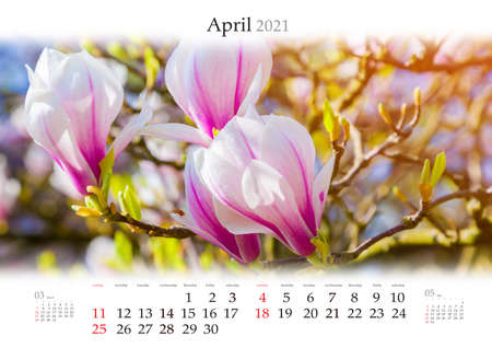 Calendar April 2021, B3 size. Set of calendars with amazing landscapes. Blooming magnolia flowers in Keukenhof park. Romantic spring scene of Netherlands countryside, Europe.の写真素材