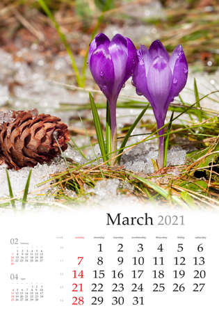 Calendar March 2021, vertical B3 size. Set of calendars with amazing landscapes. Close up view of blooming crocus flowers. Green spring scene of first plants.の写真素材