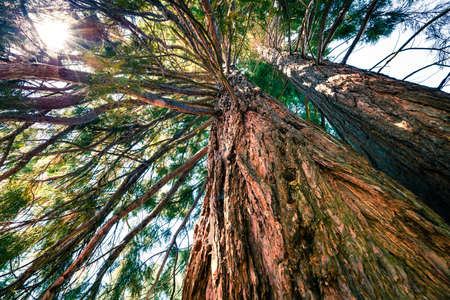 Popular tourist destination - old sequoia tree in the Rogojel village location. Splendid summer scene of Cluj County, Romania, Europe. Beauty of countryside concept background.の写真素材