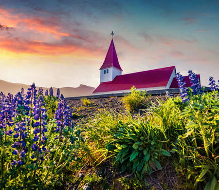 Attractive morning view of Vikurkirkja (Vik i Myrdal Church), Vik location. Stunning summer scene of Iceland with field of blooming lupine flowers. Travel to Iceland.の写真素材