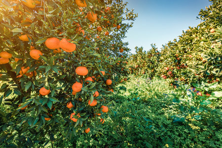 Sunny morning in orange garden. Picturesque spring view of Sicily, Italy. Fresh green leaves shining on the sunlight. Beauty of countryside concept background.の写真素材