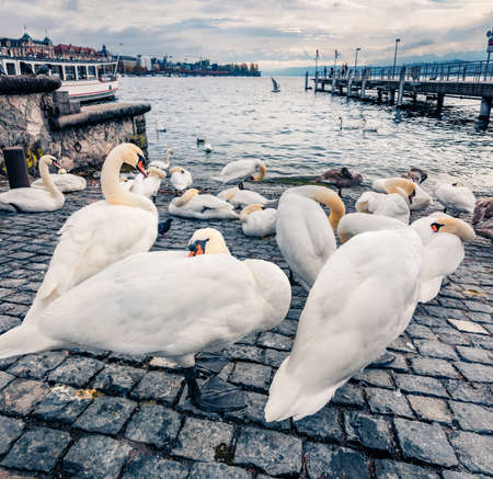 White swans on the shore of Zurichsee lake. Gloomy morning cityscape of Zurich town. Picturesque autumn scene of Switzerland, Europe. Traveling concept background.の写真素材