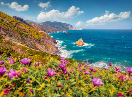 Blooming pink flower on the slope of Concali Su Terrainu? popular tourist destination. Amazing morning scene of Sardinia island, Italy, Europe. Bright seascape of Mediterranean sea.の写真素材